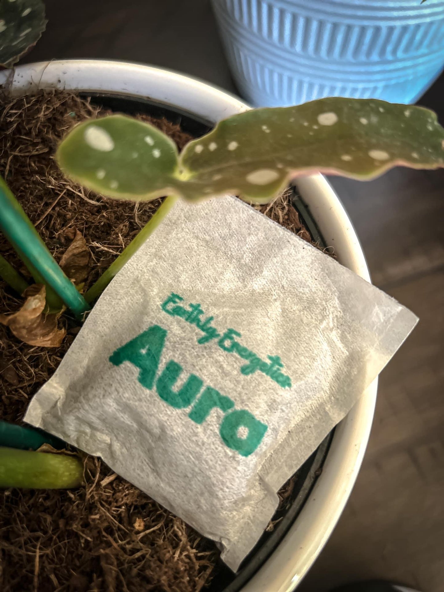 Aura (8ct) Houseplant Balance